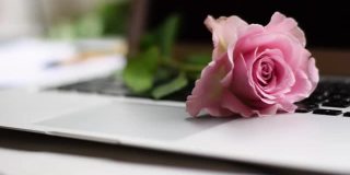 浪漫的粉色玫瑰在笔记本键盘上