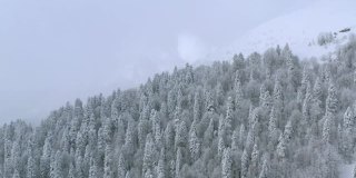 冬山针叶松林覆盖新雪和白霜