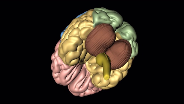 从下方旋转看大脑、小脑和延髓