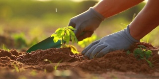 双手在手套中播种幼苗，在土壤中缓慢运动