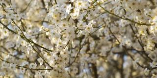 近距离的新鲜的白色盛开的花在树枝上在早春。