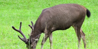 在野生动物保护区吃草的鹿。