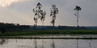 雨中稻田里的鸟