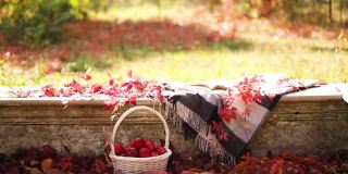 秋天天气暖和。印度的夏天。在花园里野餐——在秋叶的背景上，灰色、紫红色和绿色的毯子和枕头。有选择性的重点。