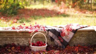 秋天天气暖和。印度的夏天。在花园里野餐——在秋叶的背景上，灰色、紫红色和绿色的毯子和枕头。有选择性的重点。视频素材模板下载