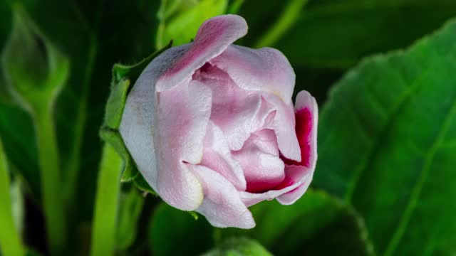 详细的宏观时间流逝的一朵盛开的花。都铎王朝的玫瑰