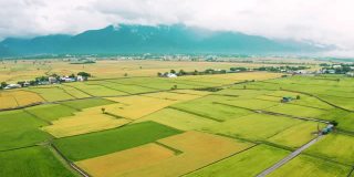 鸟瞰台湾台东县赤上乡秋天美丽的稻田