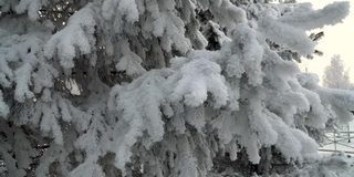 树枝上美丽的蓬松的雪。公园里覆盖着积雪的冷杉树。雪花从云杉树枝上美丽地飘落下来。冬天的童话，树在雪中囚禁。