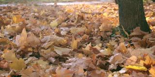 自然在秋天。枫叶的落叶。秋天在森林或公园里散步。黄色落叶的背景。地面覆盖着橙色的叶子。秋天的调色板。缓慢的运动。近距离