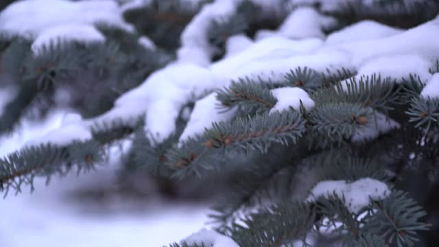 香云杉常绿针叶树。雪从树枝上平稳地飘落下来。森林里有蓝色的云杉，云杉树枝上有蓬松的雪。