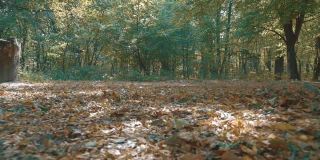 镜头从铺满秋天枯黄叶子的森林土路向上移动到树冠。秋高气扬的森林全景图。