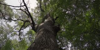 镜头沿着森林中一棵大树的树干向下移动。