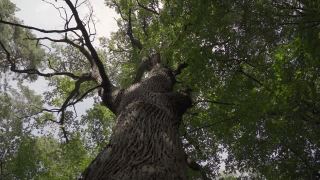 镜头沿着森林中一棵大树的树干向下移动。视频素材模板下载