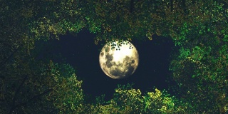 抬头透过树林看到月亮-叶子的颜色变化