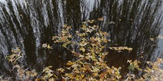 秋天的背景-纹理水面在一个池塘与黄色的落叶柳树和橡树，在秋天。暗水中垂柳的倒影。