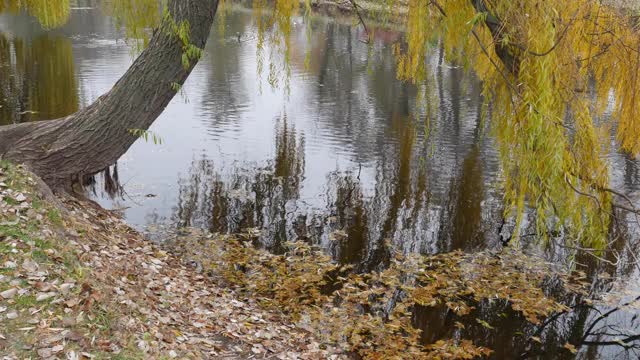 岸边有一个黄叶飘落的池塘，一棵垂柳俯在湖面上。