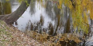 岸边有一个黄叶飘落的池塘，一棵垂柳俯在湖面上。