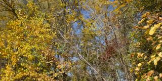枯黄的树叶落在树枝上，俯视秋日。