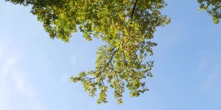 在蓝色天空的映衬下，一棵高大的树的树枝的底部视图。