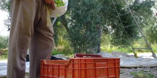 这位年轻的农民把收获的橄榄水果倒进一个塑料盒子里。后面的农民正在收获橄榄。生长在地中海沿岸的橄榄果实在秋季收获。