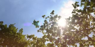 4K缓慢移动的镜头阳光灿烂地穿过橡树的树枝