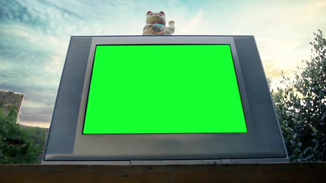 毛木猫和绿屏老电视。低角度的观点。