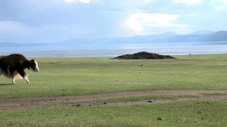 蒙古一头长毛牦牛、西藏公牛、吐鲁番牛。视频素材模板下载