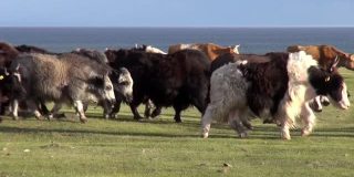 放牧在牧场上的一群牦牛、奶牛和发出呼噜声的公牛。