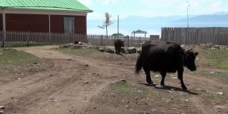 蒙古木栅栏附近的一头长毛牦牛。