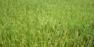 稻田在收获季节。