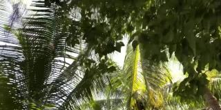 这是马尔代夫岛屿上繁茂的植被和土的声音