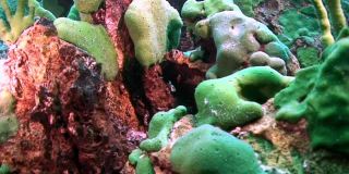 特写水下特有的绿色海洋海绵，在贝加尔湖的底部。