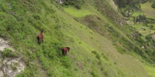 两匹棕色的大马，其中一匹正从陡峭的山坡上走下来