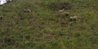 四只白色的绵羊站在山坡上吃草，剃着难看的毛