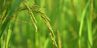 近的稻穗随风摇摆在稻田里。