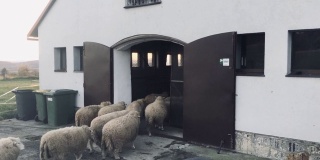 羊进牲口棚