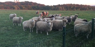 羊在田野里