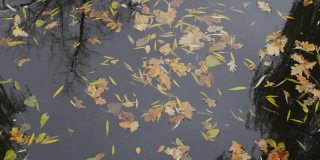 从橡树，杨树和柳树的落叶在池塘水的特写。