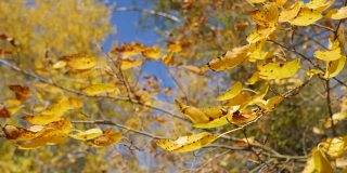 特写的树枝与黄色的树叶对着秋天的蓝天。