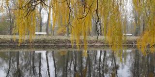 池塘上垂柳垂枝，背景是胡同附近一个树木和长椅的公园。
