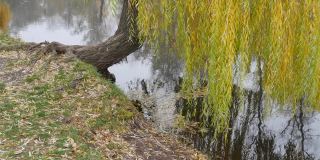 一棵垂着黄叶的垂柳垂在水面上。