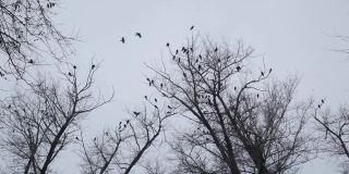 乌鸦栖息在落叶丛生的树梢，映衬着灰蒙蒙的秋日天空。