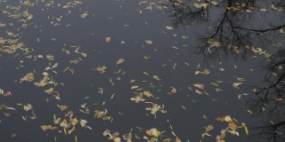 湖面上漂浮着黄栎和柳叶，背景是秋天。