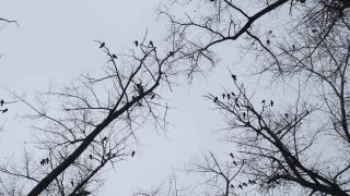 一群鸟儿在天空的映衬下在树枝上啼叫。视频素材模板下载