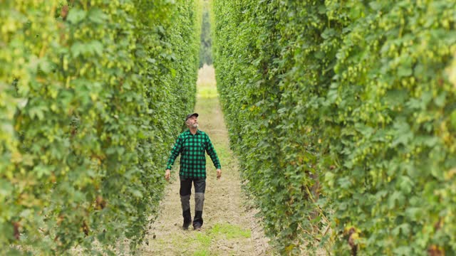 在啤酒花地里，一名男子走在一排排高大的植物之间检查球果