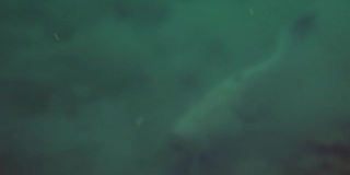 冒险的特写镜头，欧洲鲶鱼游在自然栖息地的底部。大鱼在水晶水在绿色色调的背景。