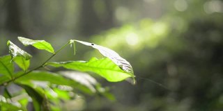 在热带森林早晨温暖的阳光下，贴近随风摇曳的绿叶。绿色植物的自然背景。