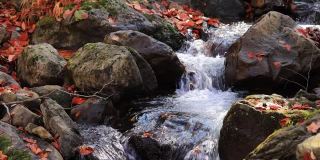 Crearwater River Flow in Scenic Japanese Autumn Forest
