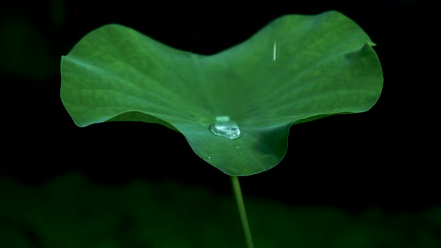 雨滴落在漆黑的背景上，落在绿色的荷叶上