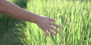 走在田野中间的男人用手抚摸着小麦。